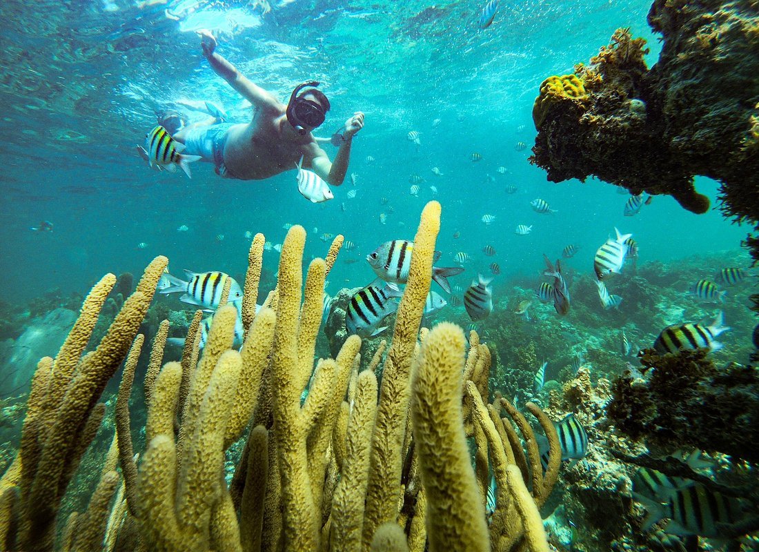 Tour de Buceo Solo para Adultos con Almuerzo Premium de Mariscos